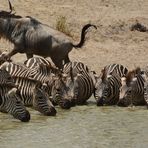 Zebras am Wasserloch