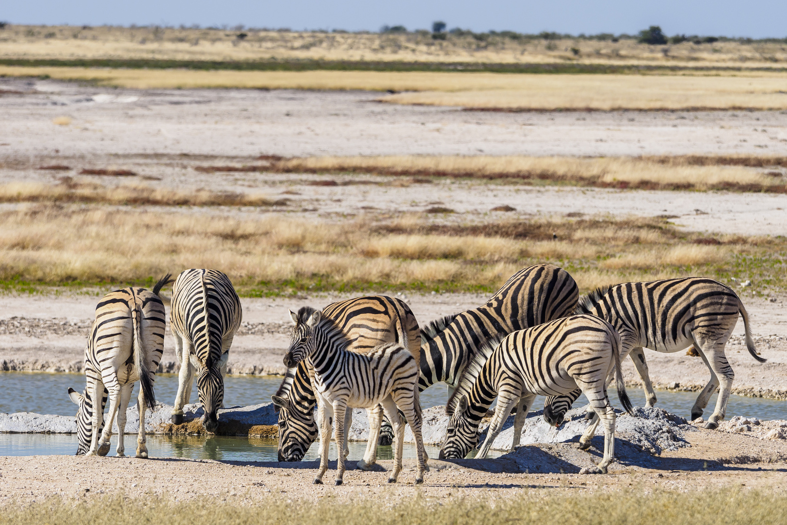 Zebras am Wasserloch