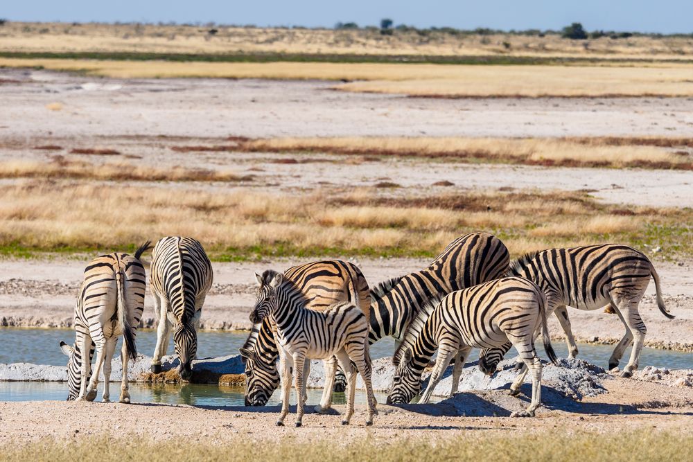 Zebras am Wasserloch