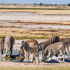 Zebras am Wasserloch