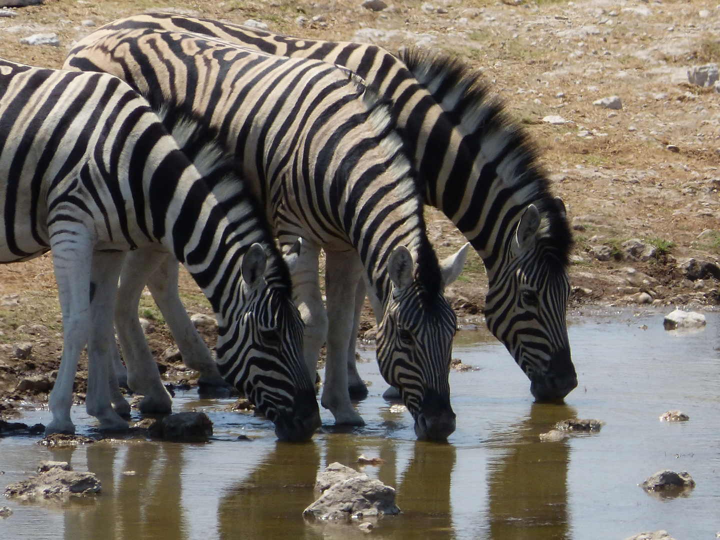 Zebras am Wasserloch