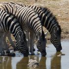 Zebras am Wasserloch