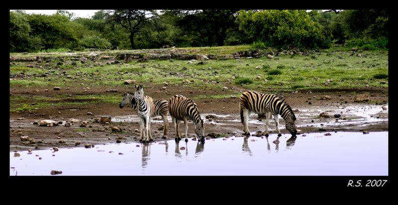 Zebras am Wasserloch