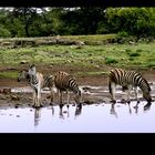 Zebras am Wasserloch