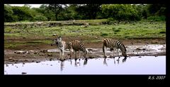 Zebras am Wasserloch