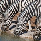 Zebras am Wasserloch im Etosha Nationalpark Namibia