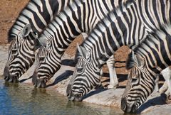 Zebras am Wasserloch im Etosha Nationalpark Namibia