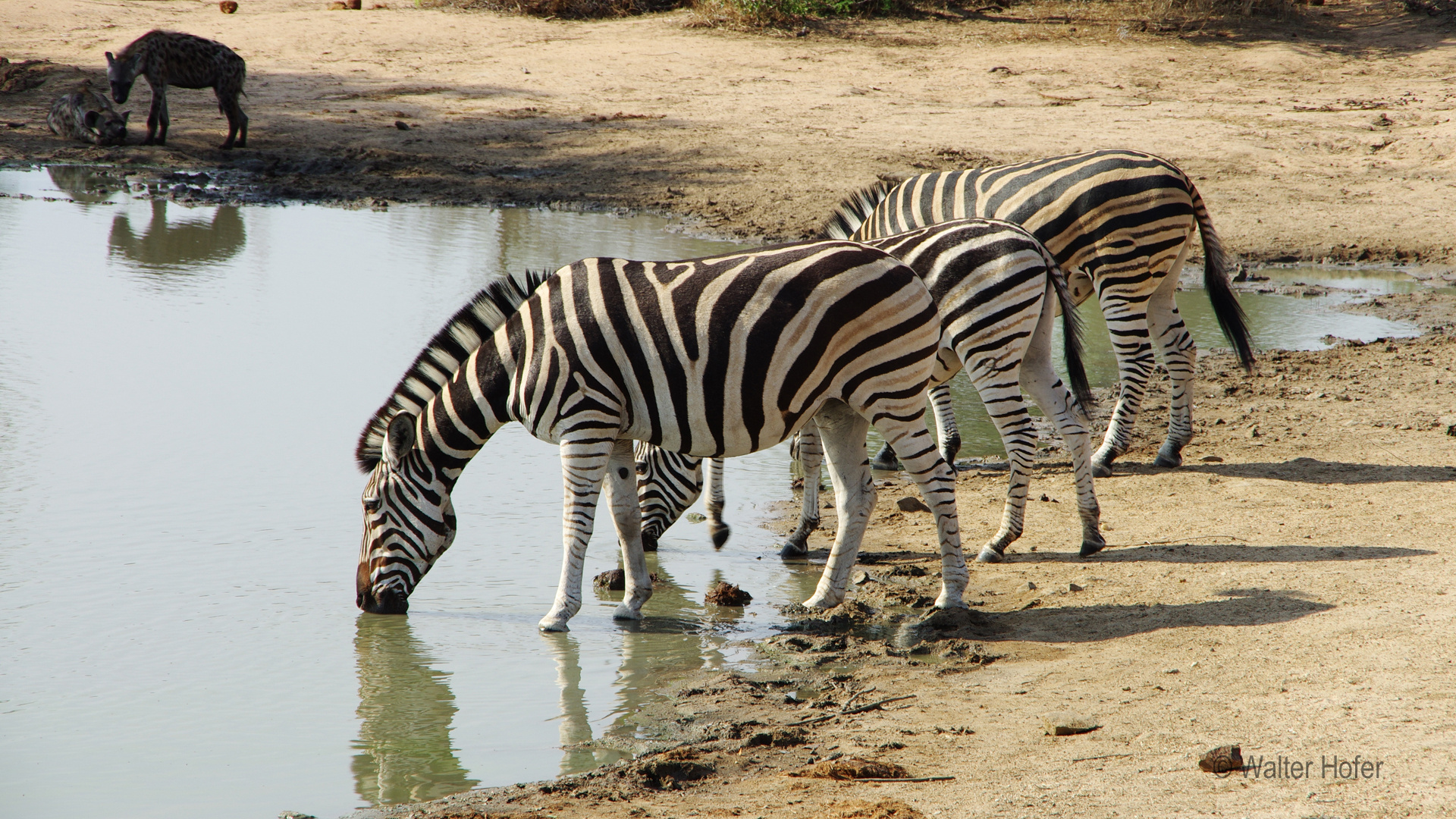 Zebras an der Tränke