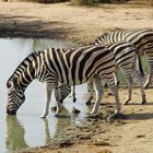 Zebras an der Tränke