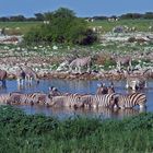 Zebras an der Wasserstelle