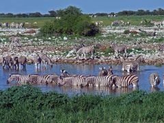 Zebras an der Wasserstelle