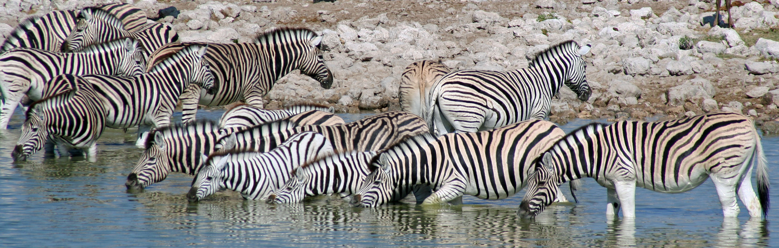 Zebras an der Wasserstelle