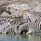 Zebras an der Wasserstelle