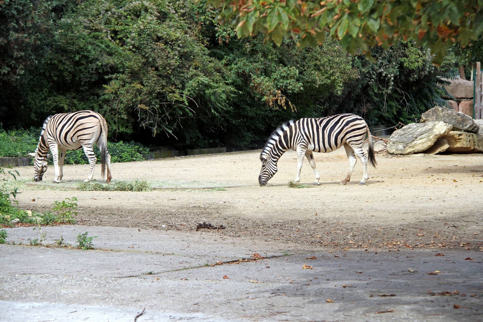 Zebras an der Wasserstelle im Zoo Heidelberg