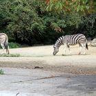 Zebras an der Wasserstelle im Zoo Heidelberg