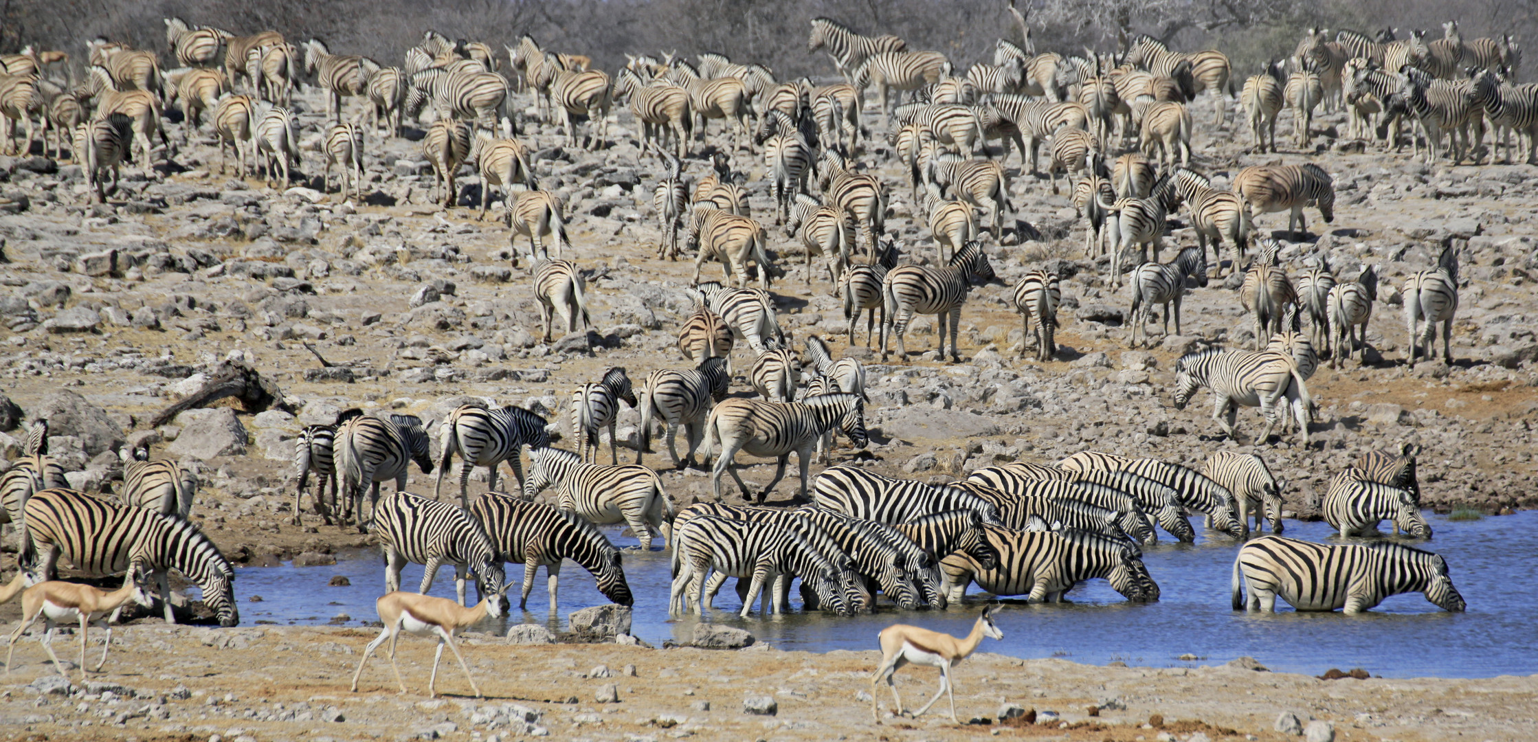 Zebras an Wasserstelle im Etosha-Nationalpark