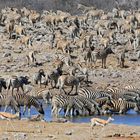 Zebras an Wasserstelle im Etosha-Nationalpark