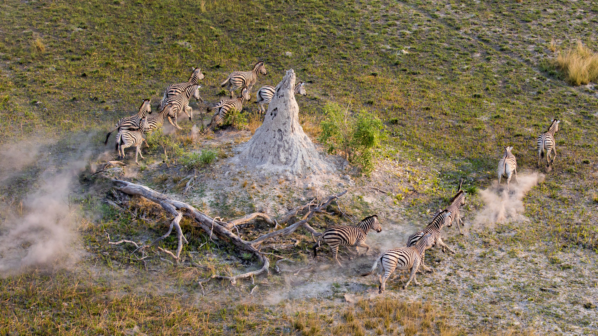 Zebras and termite mound