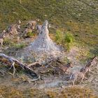 Zebras and termite mound