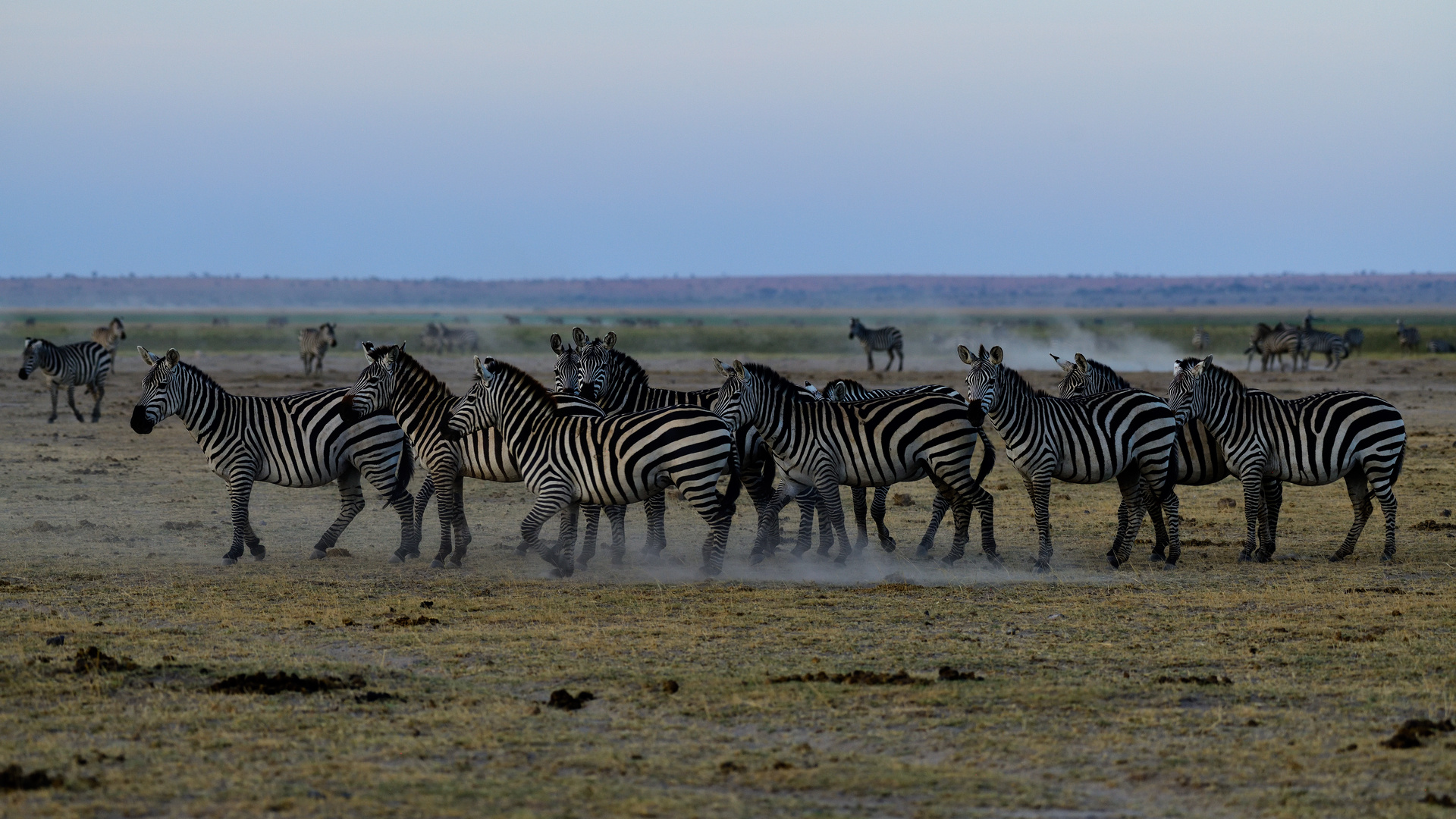 Zebras at dusk