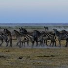 Zebras at dusk