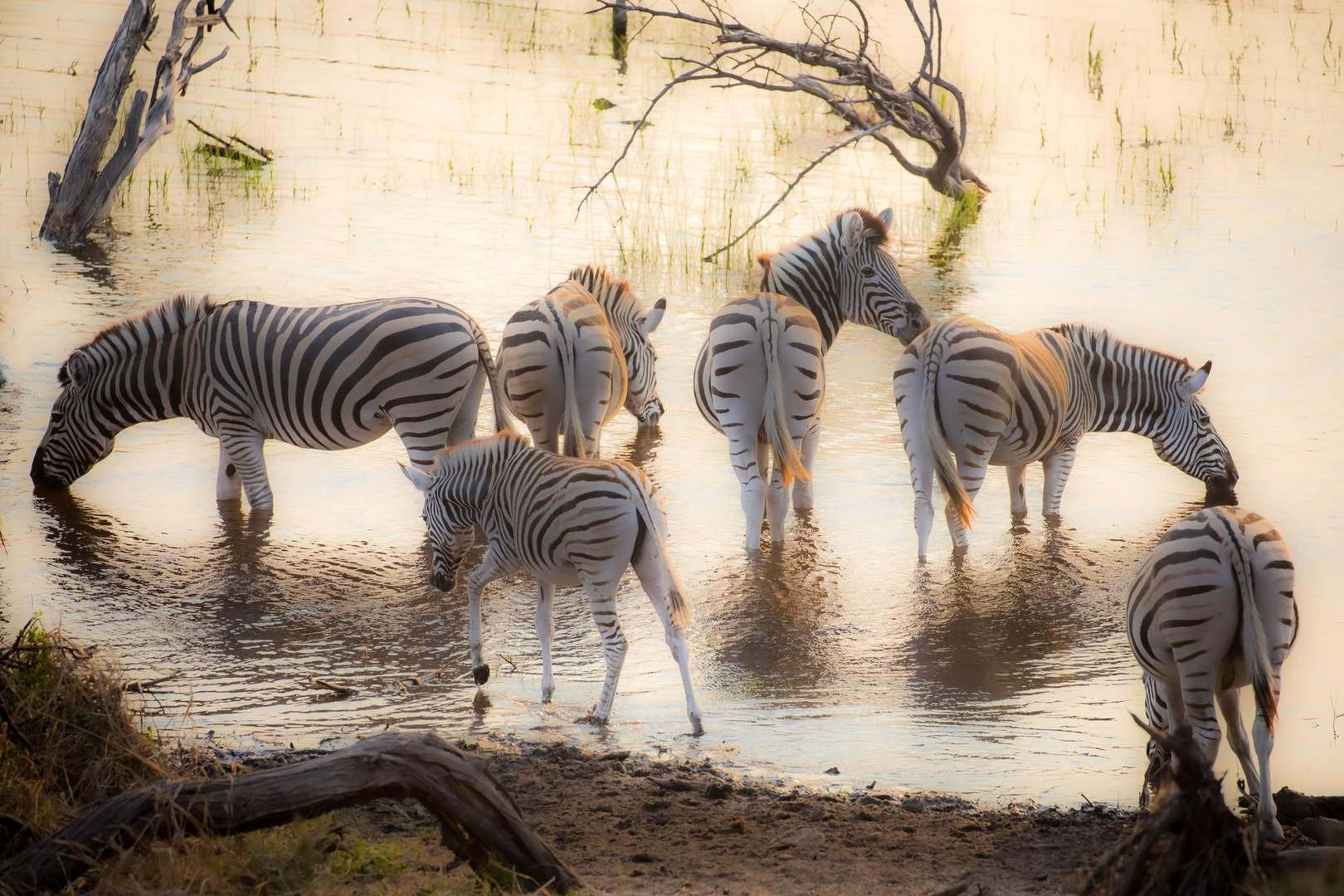 Zebras at the river