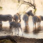 Zebras at the river
