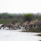 Zebras at the river