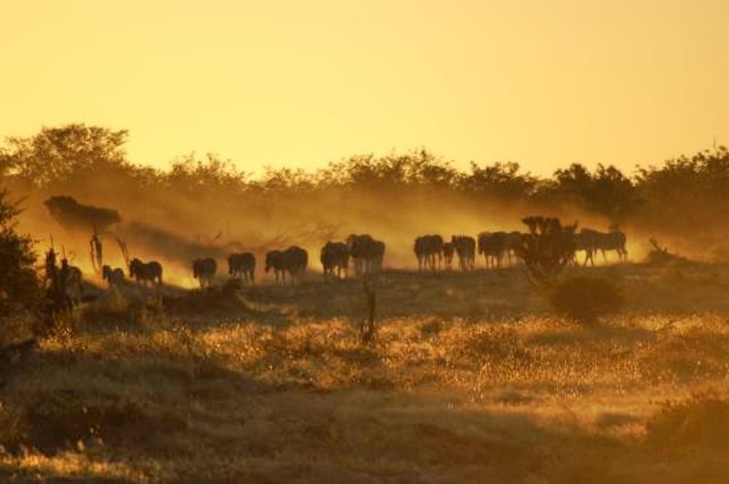 Zebras auf den Weg zur Tränke