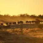 Zebras auf den Weg zur Tränke