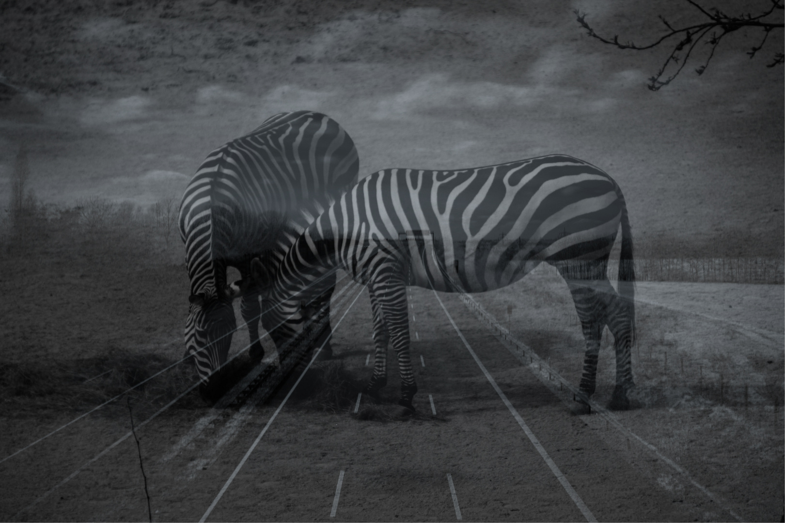 Zebras auf der Autobahn