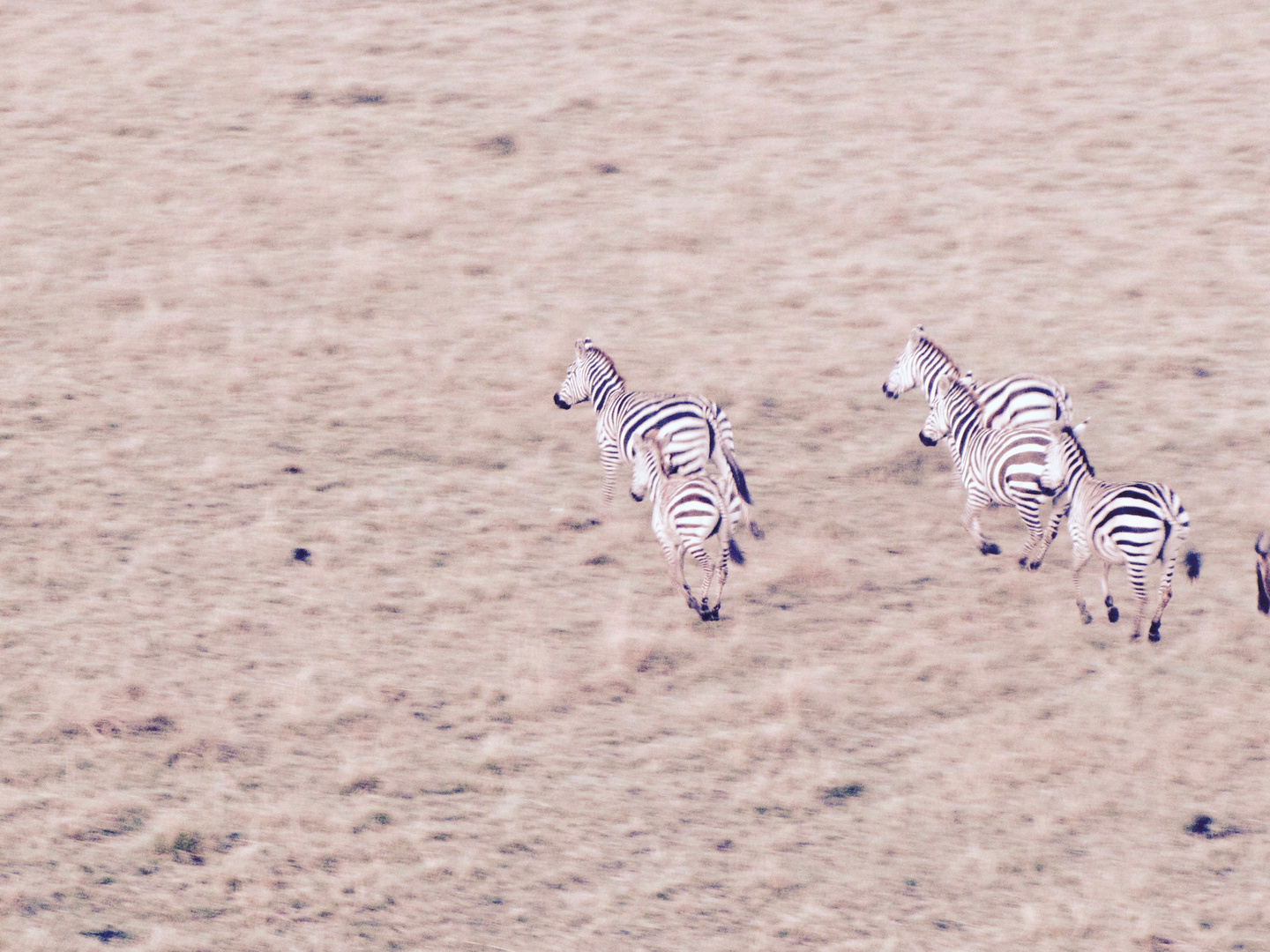 Zebras auf der Flucht