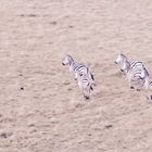 Zebras auf der Flucht