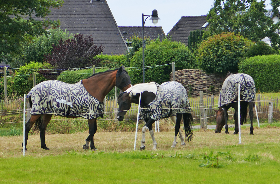 "Zebras" auf Sylt...