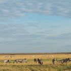 Zebras auf Wanderschaft