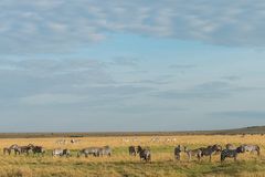 Zebras auf Wanderschaft