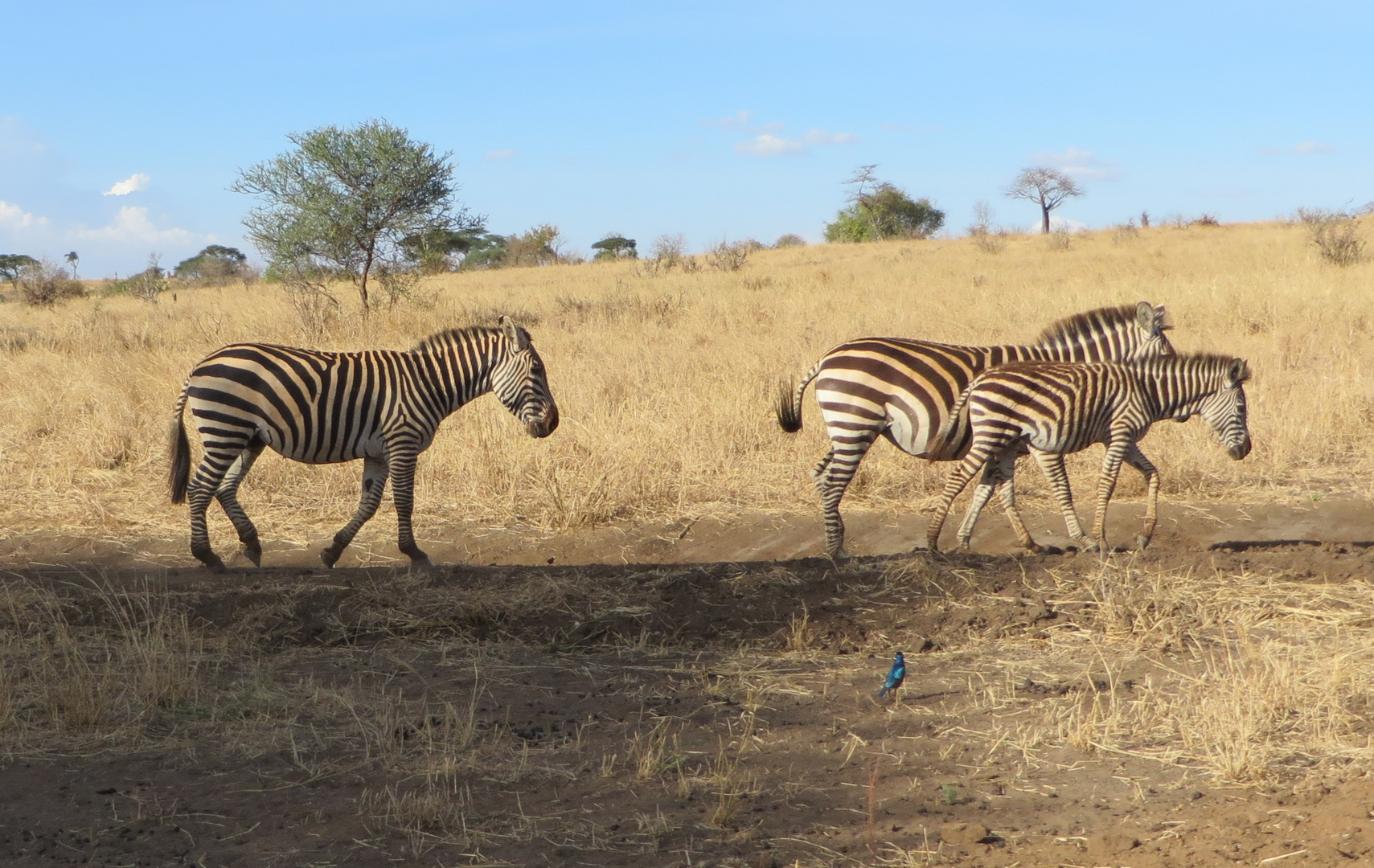 Zebras auf Wanderschaft - aufmerksam beobachtet von einem Dreifarben-Glanzstar