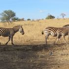 Zebras auf Wanderschaft - aufmerksam beobachtet von einem Dreifarben-Glanzstar