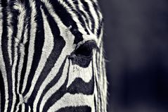 Zebra's Augenblick