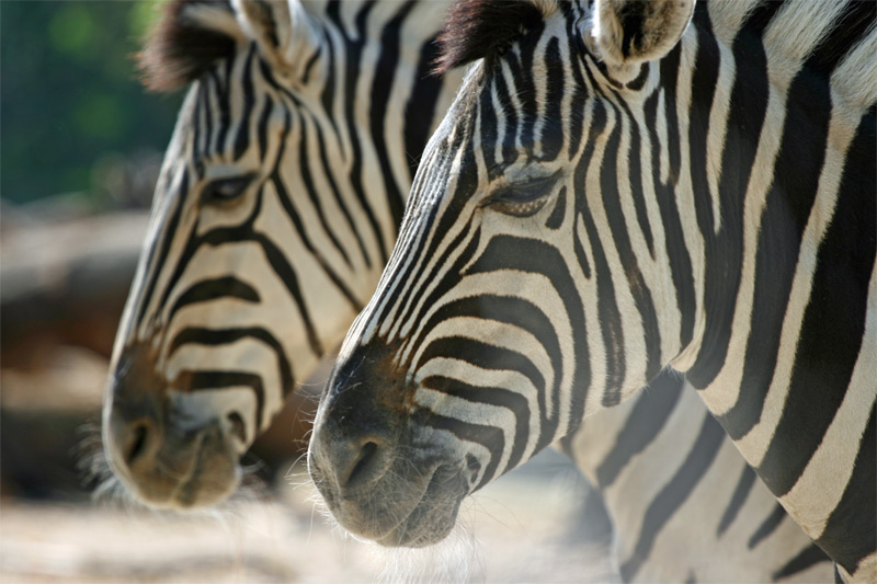 Zebra´s