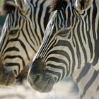 Zebra´s