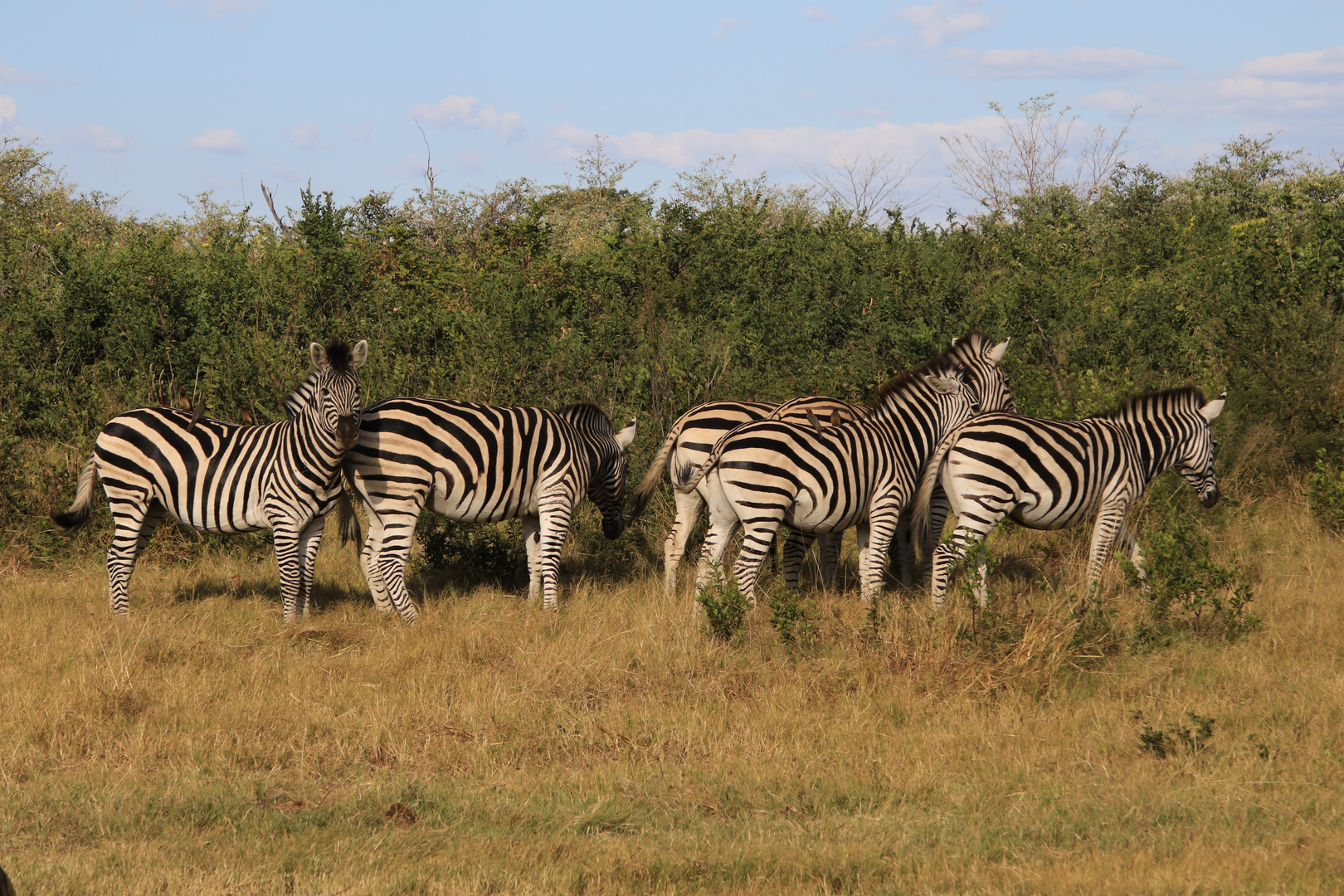 Zebras 