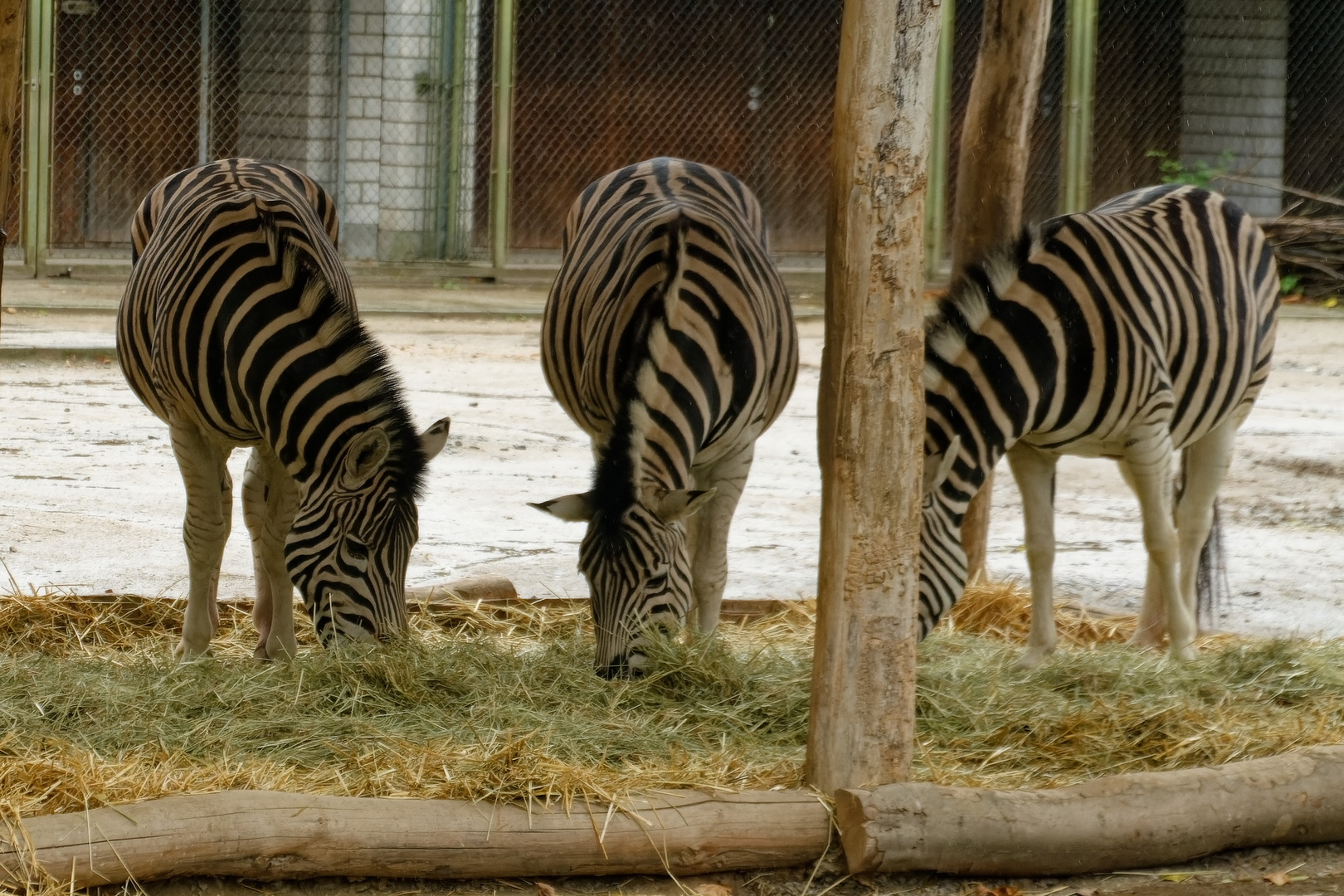 Zebras