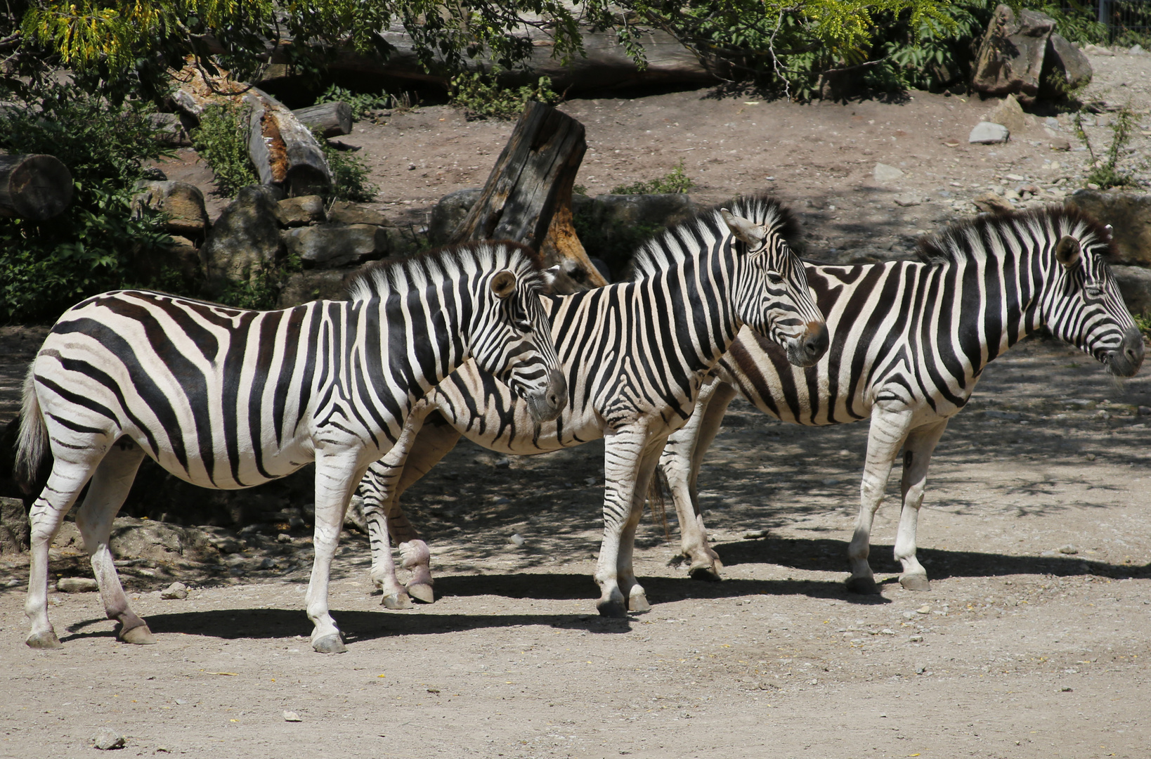 Zebras