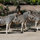 Zebras