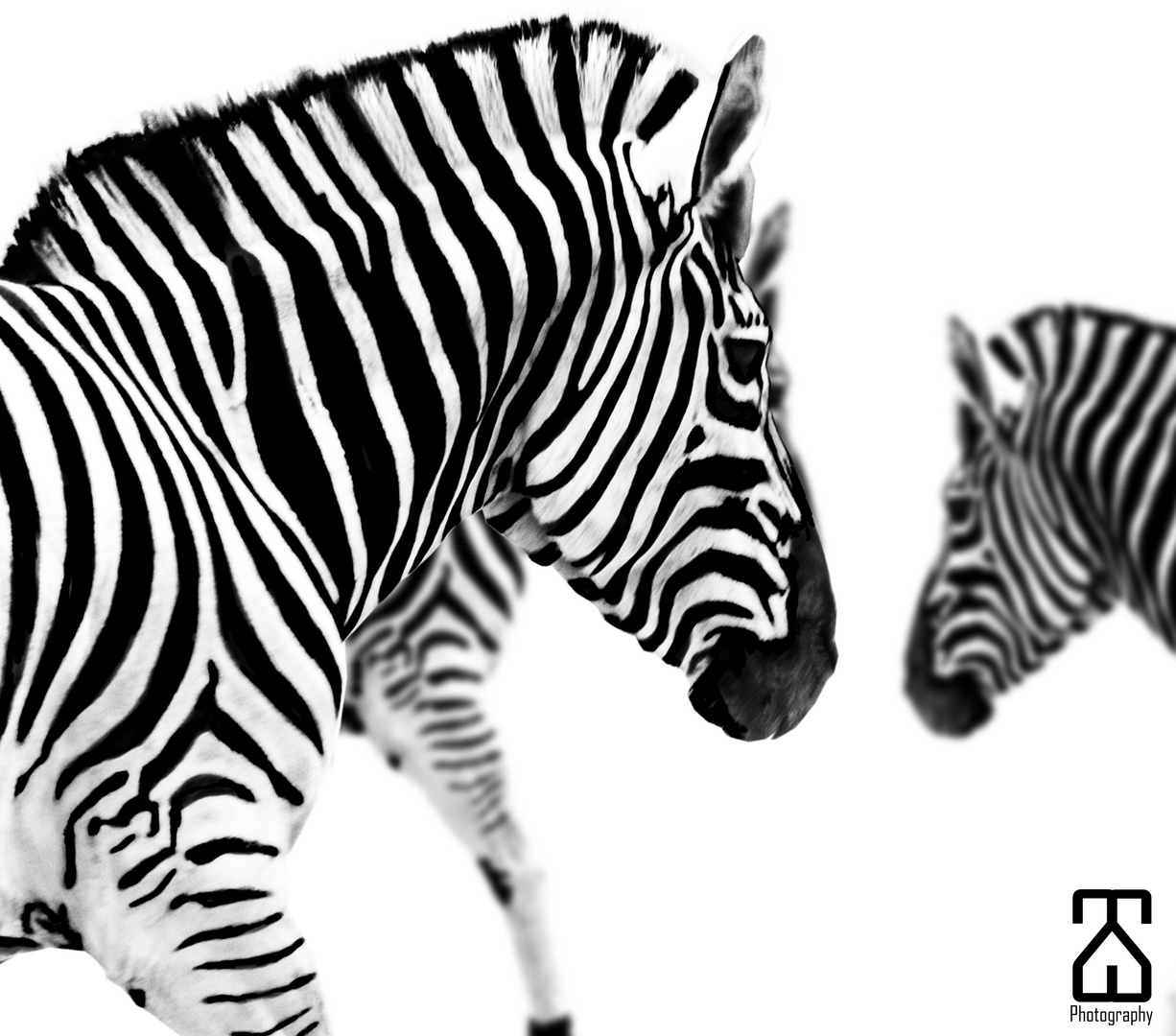 Zebras