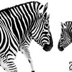 Zebras