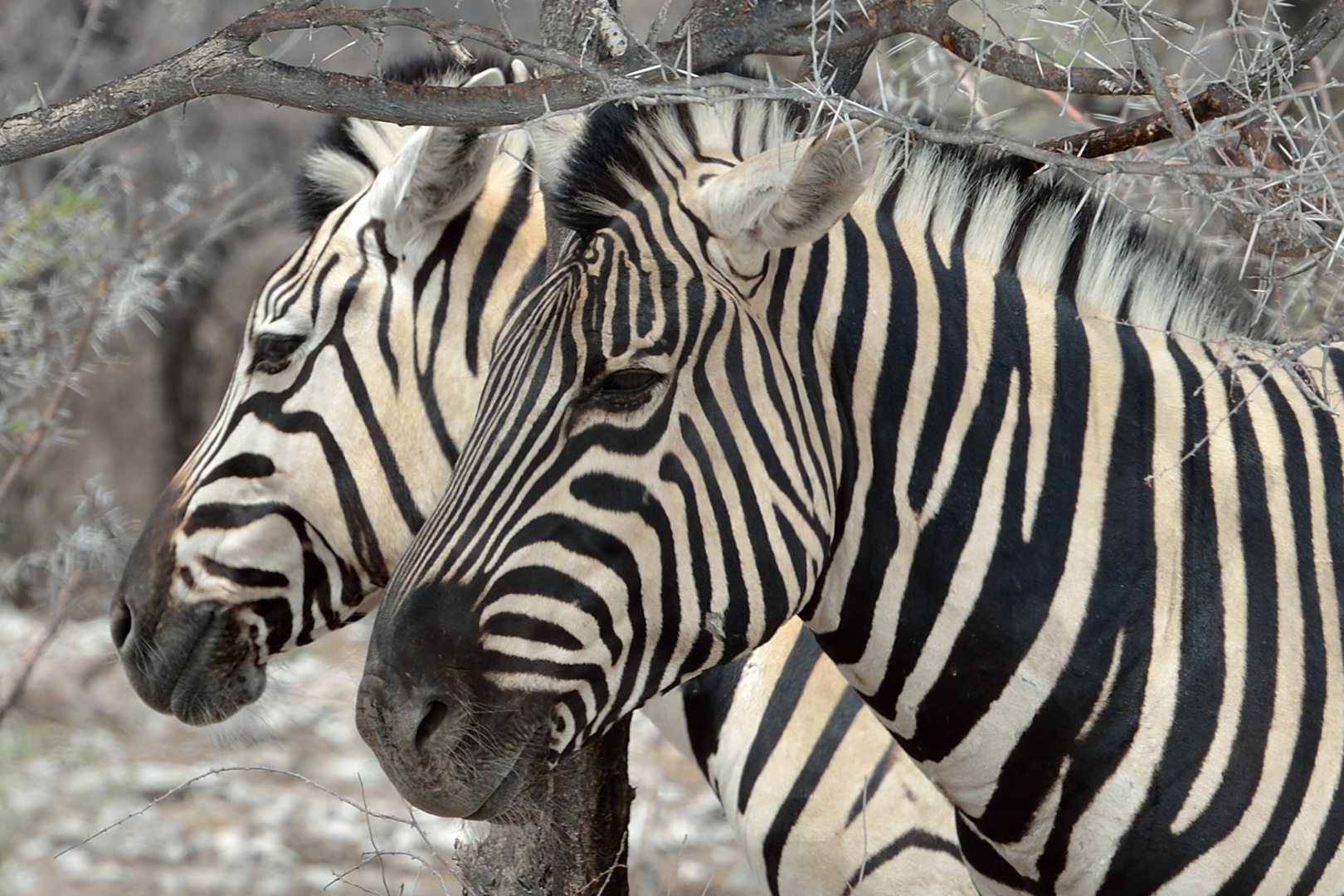 Zebras