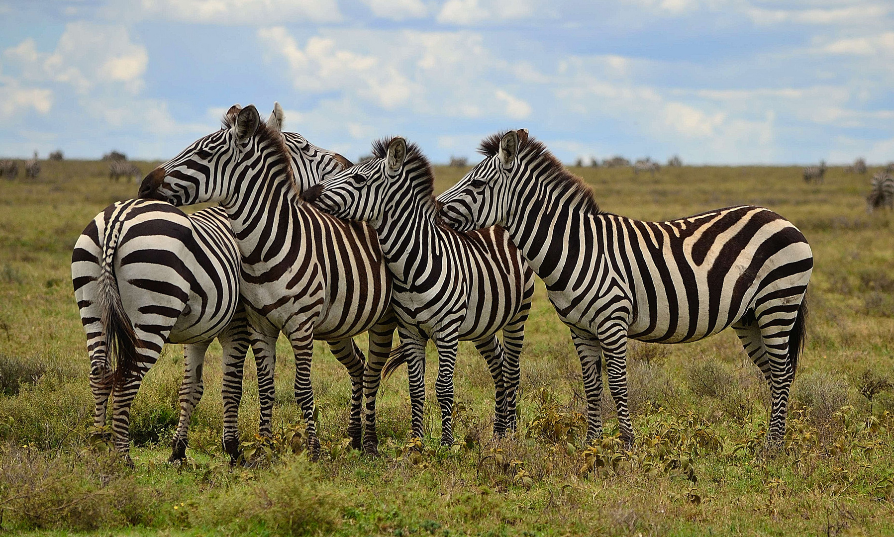 Zebras