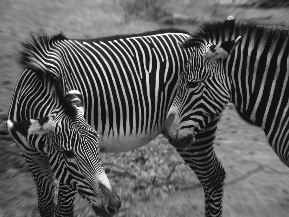 Zebras